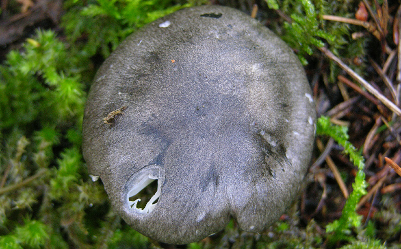 Un Hygrophorus da discutere